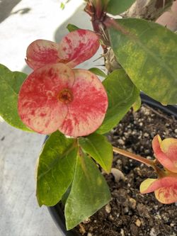 Corona De Cristo Rich Rich