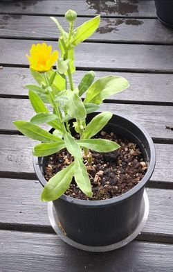 Calendula Herb