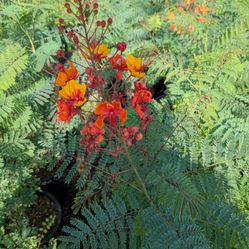 $25 Each Mexican Bird Of Paradise 