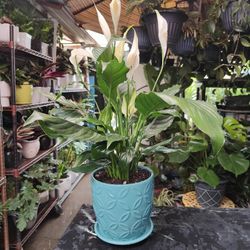 Peace Lily Indoor Plant