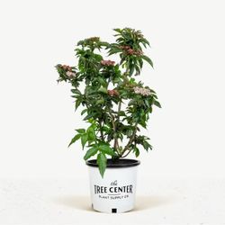 Black Tower Elderberry