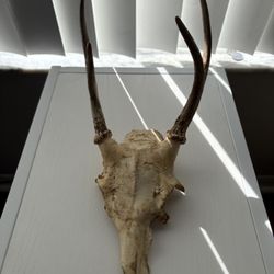 Deer Skull 