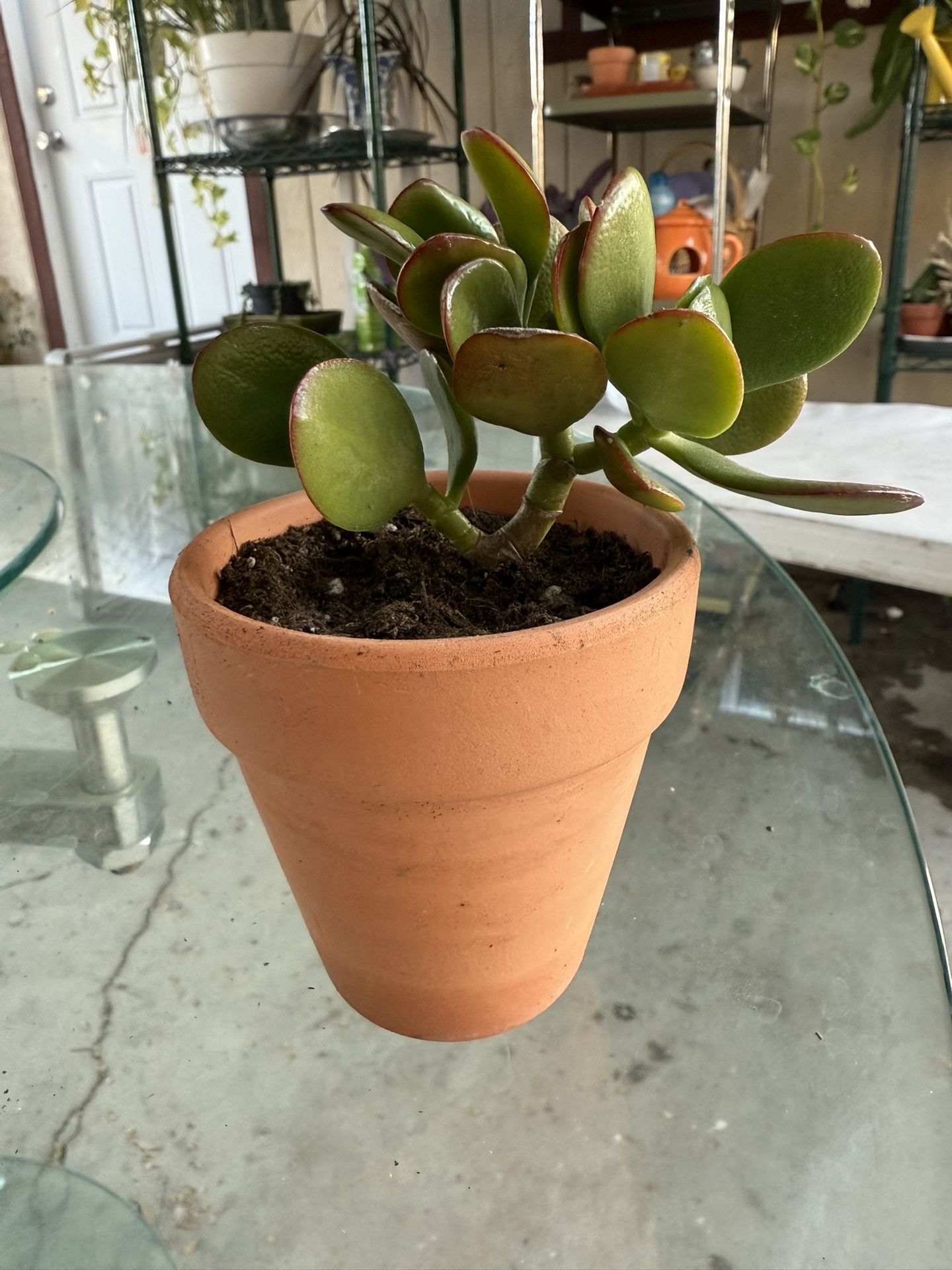 Mini Jade Plant