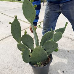 Nopales/Cactus