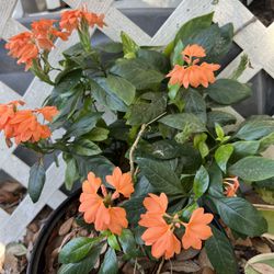 BLOOMING CROSSANDRA PLANT IN PLASTIC POT FOR SALE 