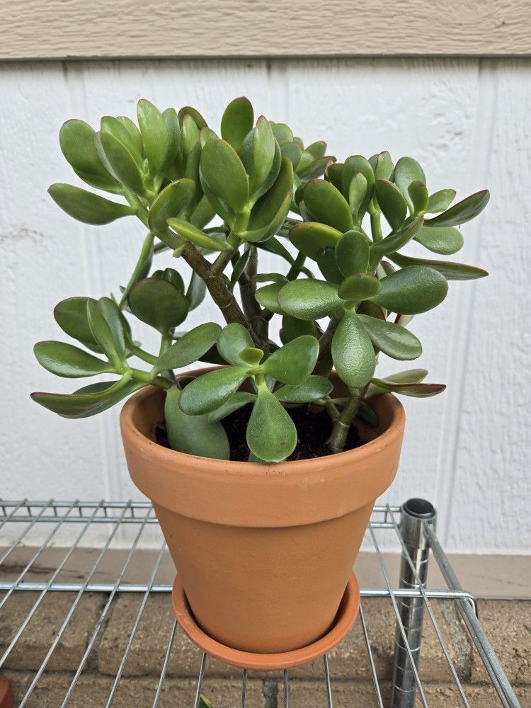 Succulent