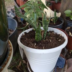 Snake Plant in Pot