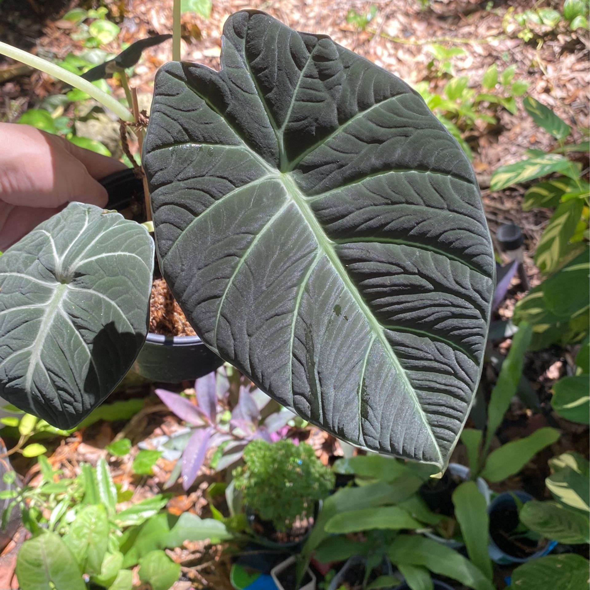 Large Black Velvet Alocasia 