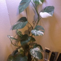 Monstera Albo Cuttings 