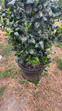 Ligustrum japonicum