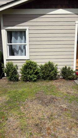 Boxwood plants - FREE