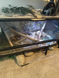 Corn Snake Enclosure