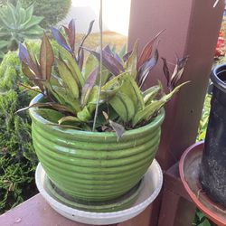 Hoya Australis In Ceramic Pot