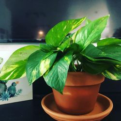 Pothos In Ceramic Pot