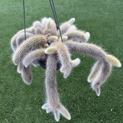 Hairy Monkey Tail Cactus 