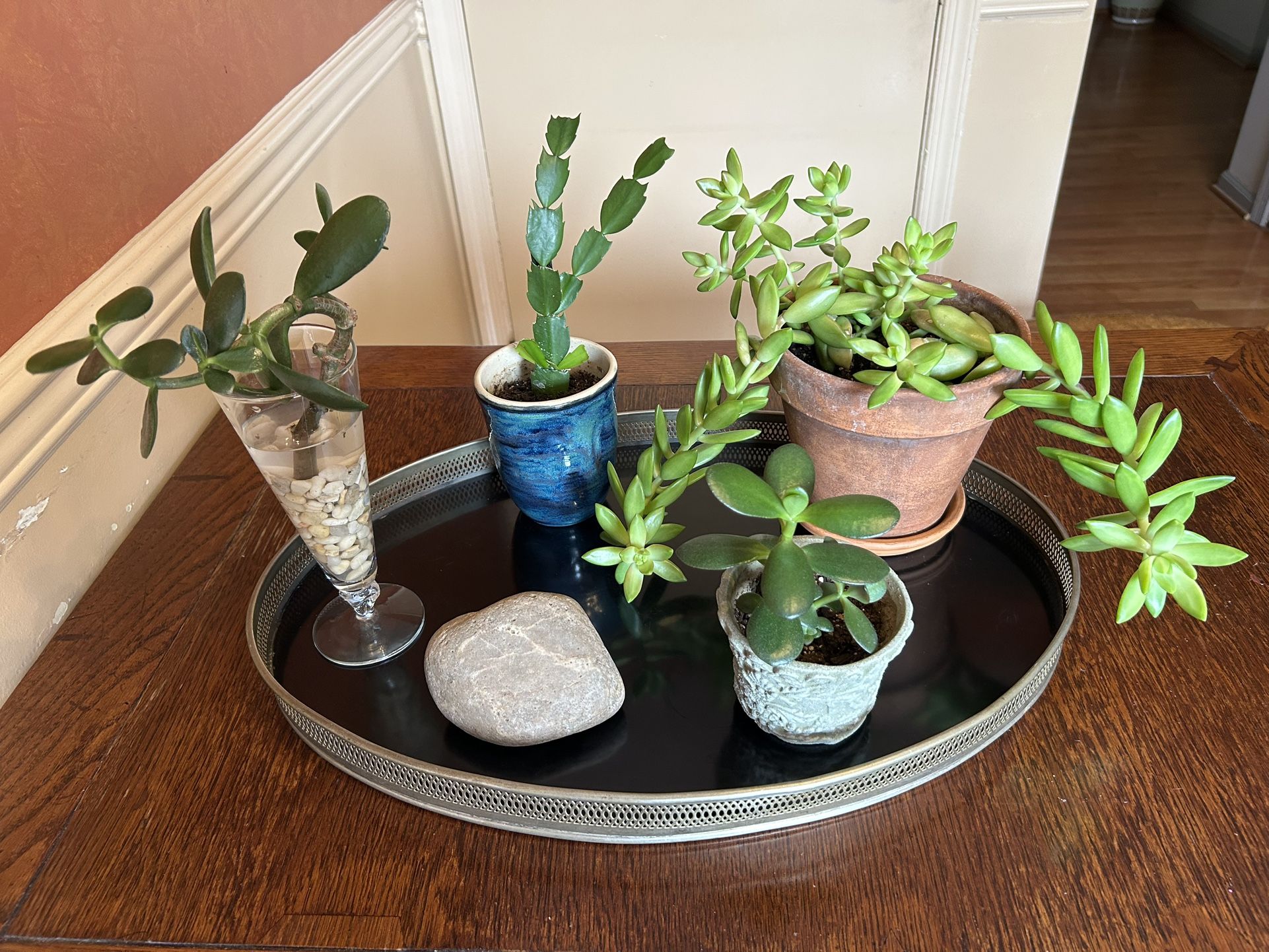 Misc. Succulent Plant w/tray&planters