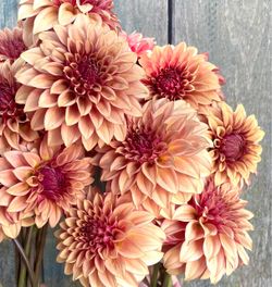 Crème Brûlée Dahlia