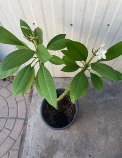 Arbolito de Plumeria $$20