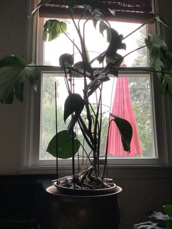 Live Plant