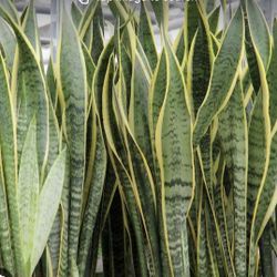 5 Rooted Pieces Of Fire Plants Or Mother In-law Tongue 