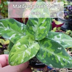 Aglaonema Pictum Tricolor Rare Plant