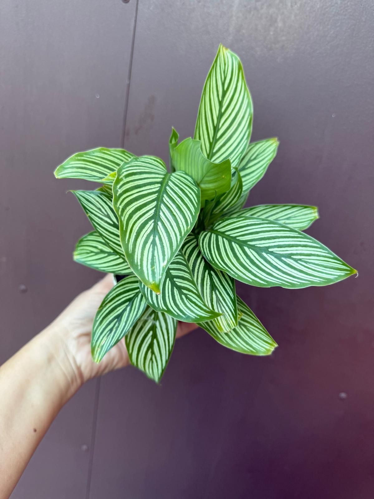 4” calathea vittata