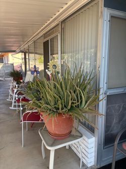 Large Aloe Vera plant for sale