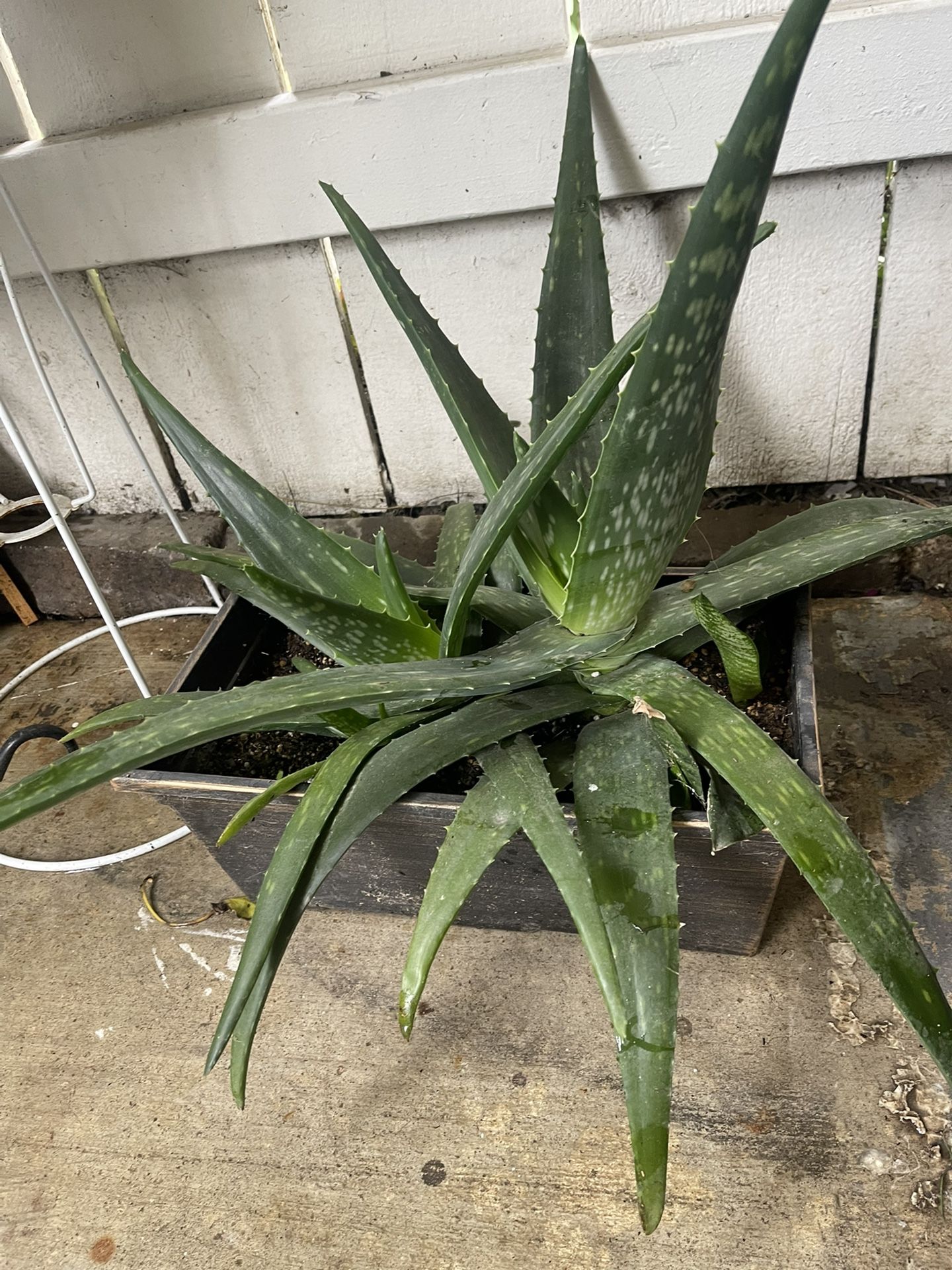 Savila Medicinal
