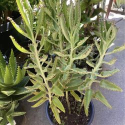 kalanchoe mother of thousands, alligator cactus plant