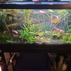 40 Gallon Breeder Fish Tank Includes Fish/plants/filters/light