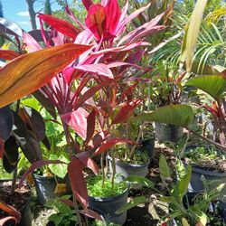 Red Sister Plants Huge Sale $16