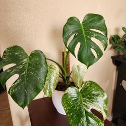 Mint Monstera Plant, New Leaf Coming! 🌿