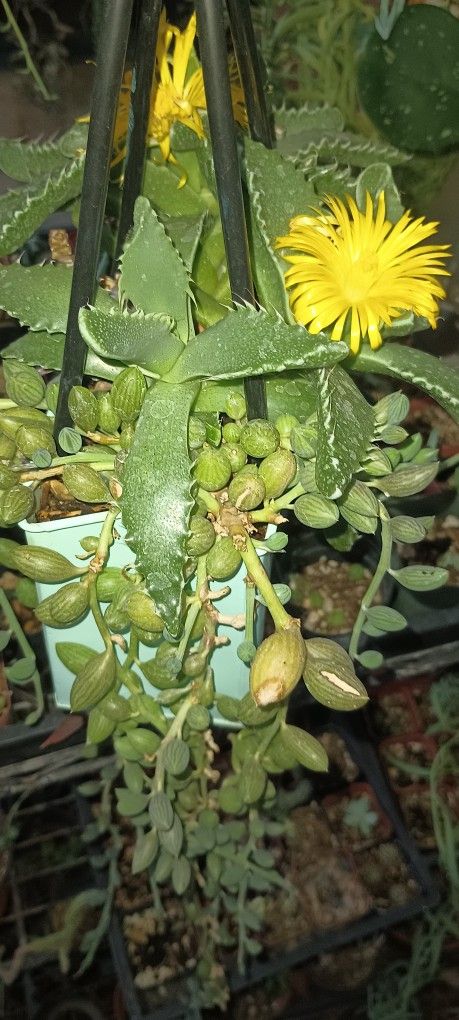 Beautiful Succulent Arrangement.