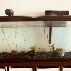 55 Gallon Tank Aquarium