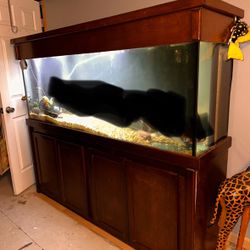 150 gallon reef tank 