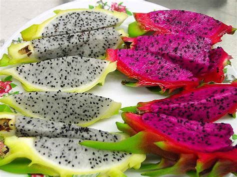 Dragon Fruit Cactus