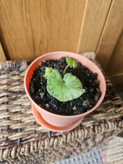 Begonia Bowerae (Pink Pot-A)
