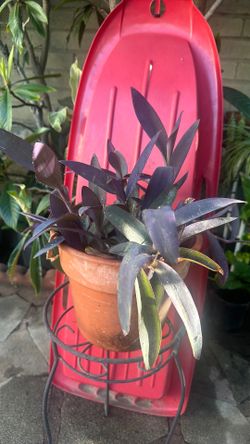 Purple Heart Plant