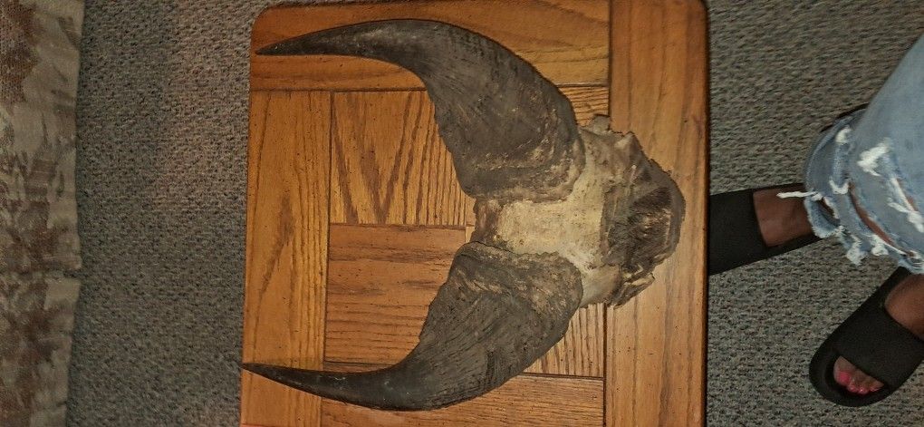 Antique Water Buffalo Horns 18 Inches