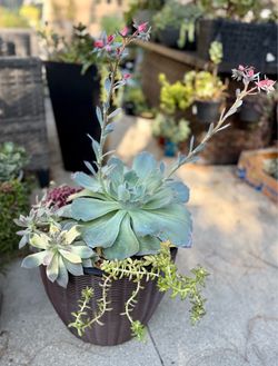 Succulent planter