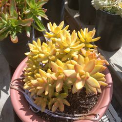 Succulents,  Colorfull And Flowering Succulents 