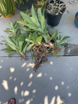 Free Foxtail  Agave Last Chance