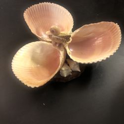 Vintage Handmade Seashell Tray Trinkets For Any Valuable Item 