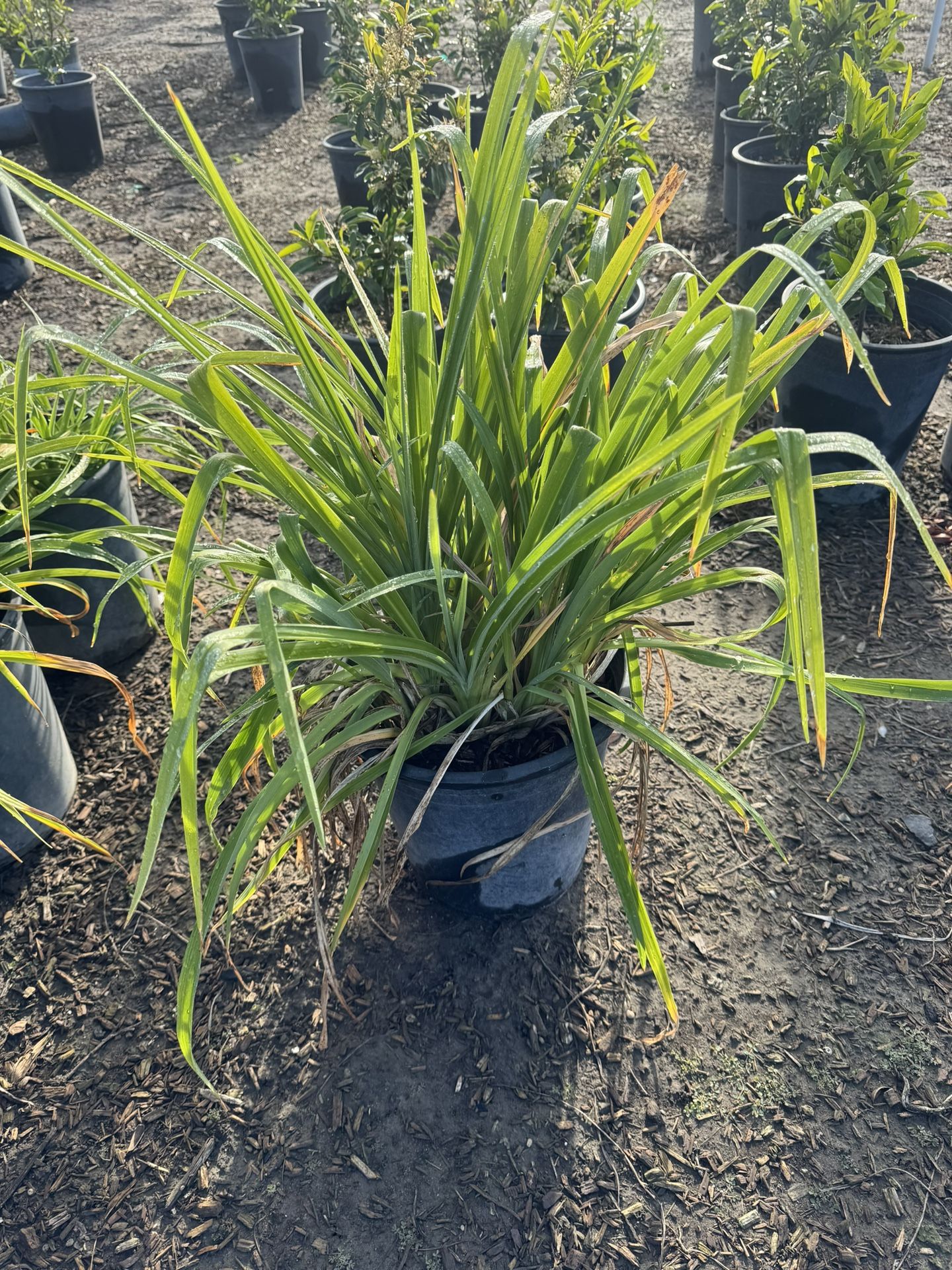 DayLily 5gallon 