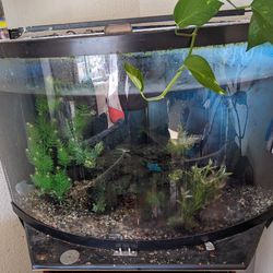 Fish Tank And Stand + All Accessories 