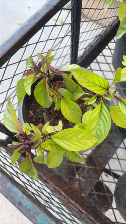 Thai Basil