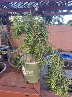 Podocarpus Bonsai Stock