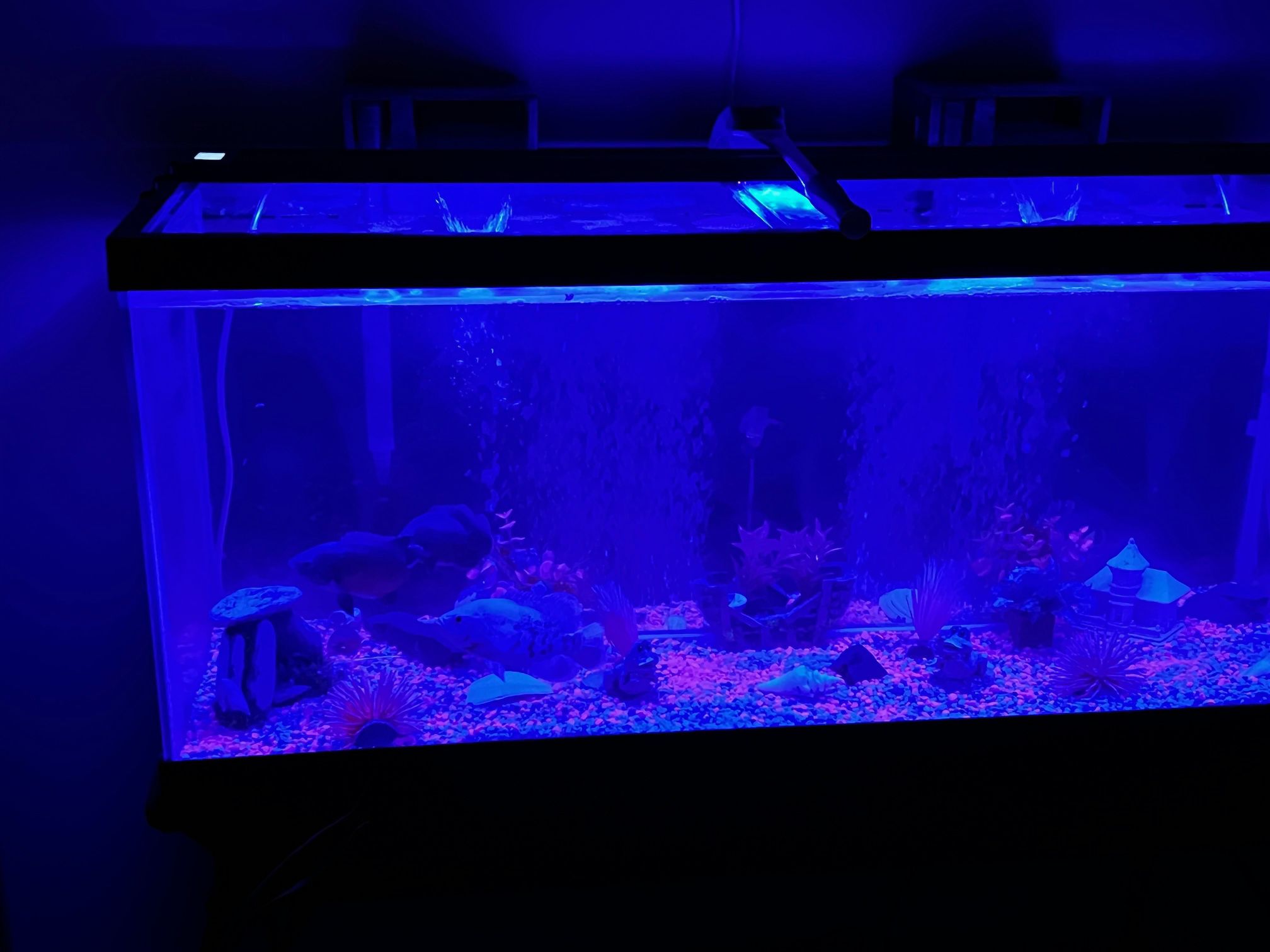 75 Gal Fish Tank