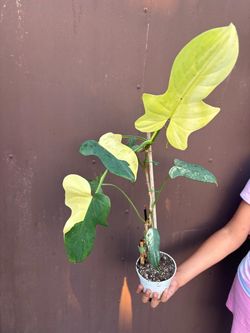 4” variegated horse head philodendron