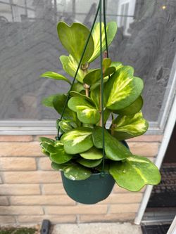 Hoya reverse Kerri